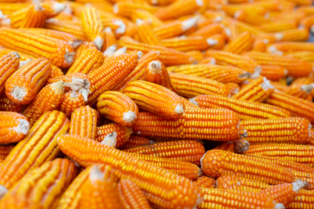 choose-top-maize-exporter-from-india